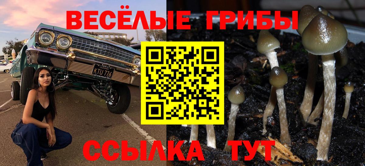 Камышин  Псилоцибиновые грибы Psilocybe  Вход с VPN  Псилоцибиновые грибы Psilocybe 